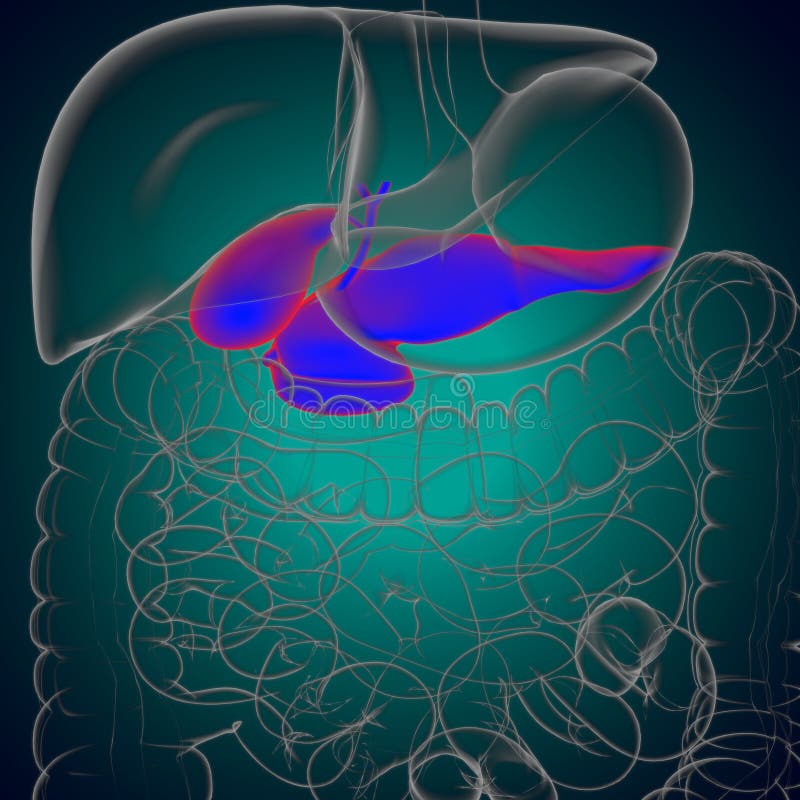 Gall Bladder Human Digestive System Anatomy 3D Stock Illustration ...