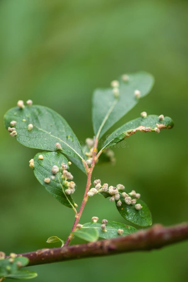 Gall Wasp Eggs sul salice immagini stock libere da diritti Gall Wasp Eggs sul salice immagini stock libere da diritti