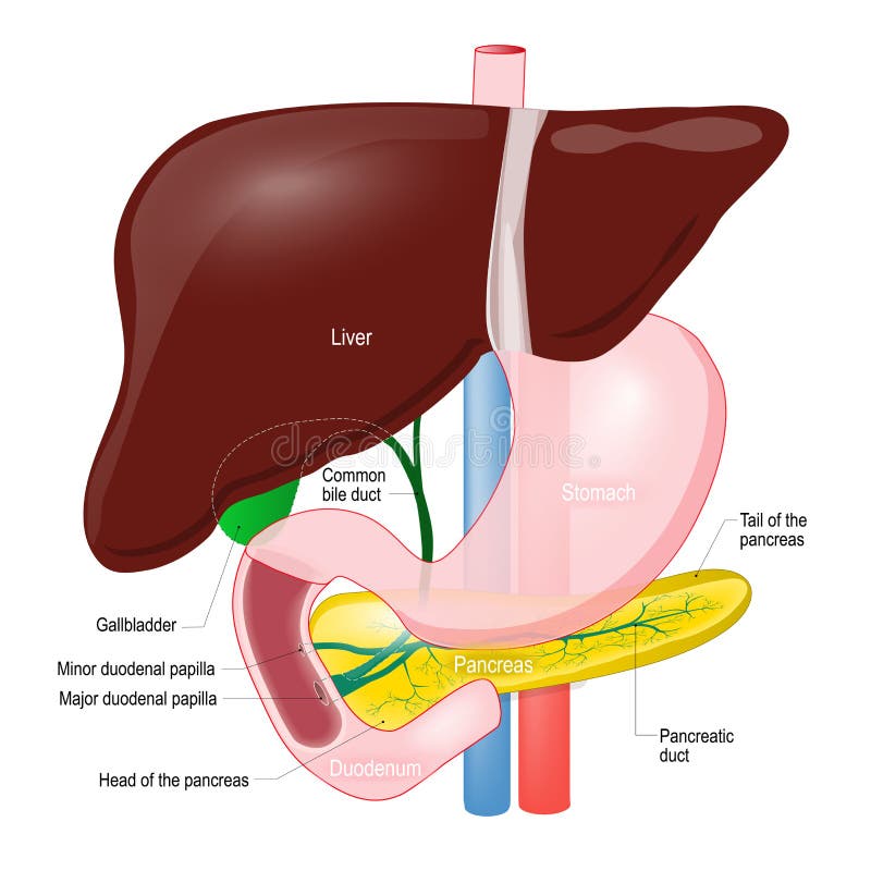 Anatomy Of Liver And Pancreas Images