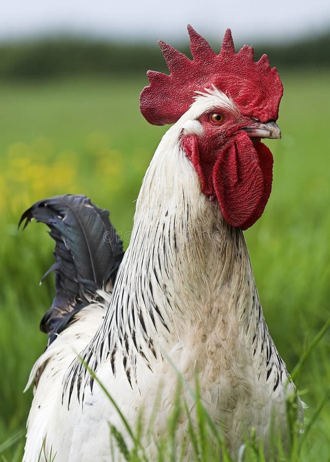 A fine Light Sussex cockerel free to forage in a meadow. A fine Light Sussex cockerel free to forage in a meadow.