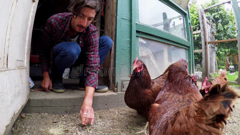 Gallina d'alimentazione dell'agricoltore nel pollaio 4k