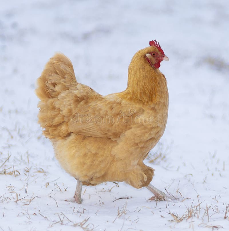 Gallina de colores vivos en invierno. Gallina orpington de gran tamaño libre de gallina en una granja orgánica en un pasto cubierto de nieve