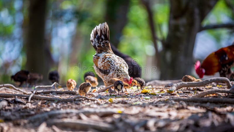 Gallina de la madre y sus pollos del beb? que picotean el grano en la tierra Polluelos con su mam? que come el grano en la tierra imagen de archivo libre de regalías Gallina de la madre y sus pollos del beb? que picotean el grano en la tierra Polluelos con su mam? que come el grano en la tierra imagen de archivo libre de regalías