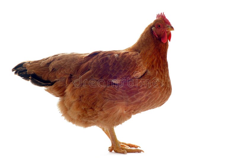 Gallina del Brown Gallina del Brown