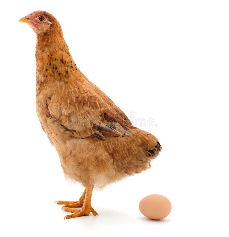 Gallina e uova di marrone fotografia stock