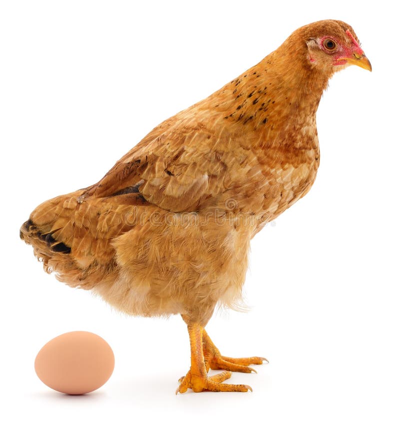Gallina marrone e uovo isolati su sfondo bianco immagini stock