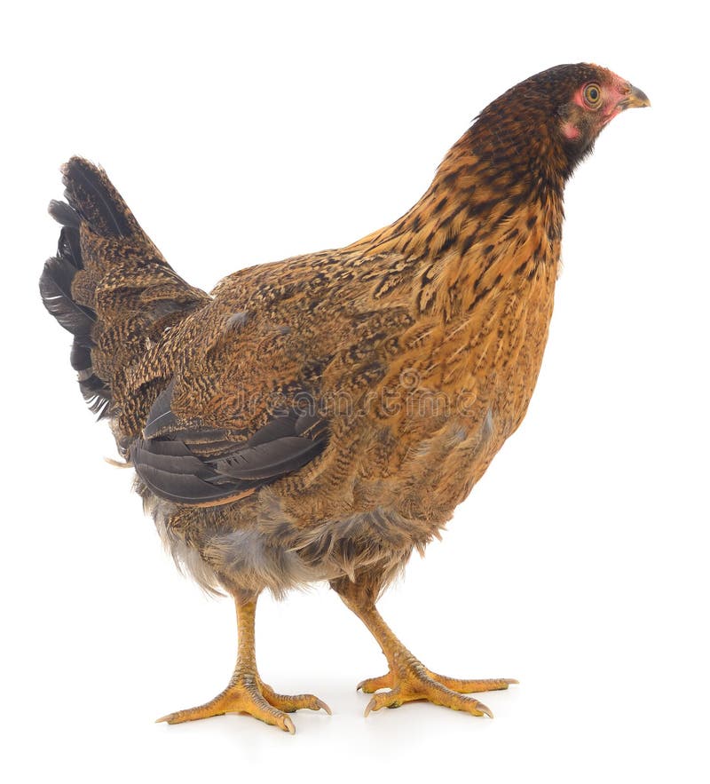 Gallina marrone isolata su sfondo bianco fotografia stock libera da diritti
