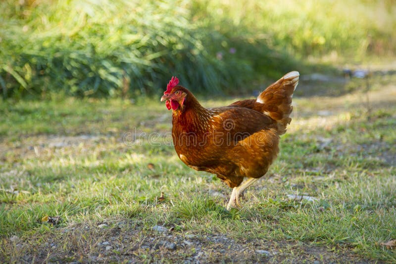 Disegni Di Galline Facili Per Bambini Come Disegnare Una Gallina 1 Youtube