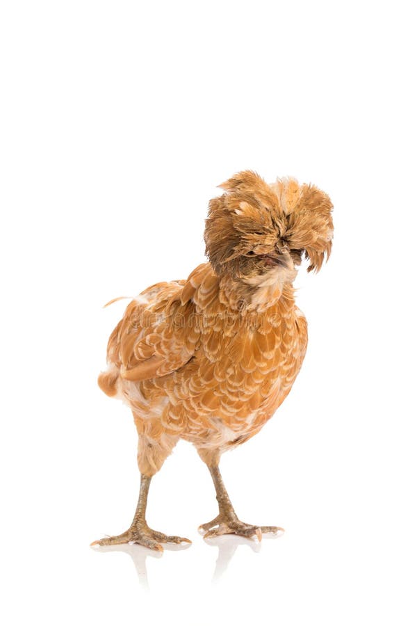Gallina Padua de Brown en el fondo blanco fotos de archivo Gallina Padua de Brown en el fondo blanco fotos de archivo