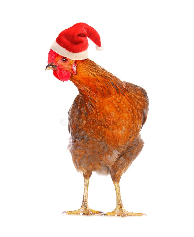 Hen in a Santas hat, isolated on white. Hen in a Santas hat, isolated on white.