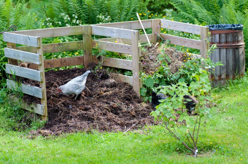 Galline che lavorano nella composta del giardino fotografie stock libere da diritti Galline che lavorano nella composta del giardino fotografie stock libere da diritti