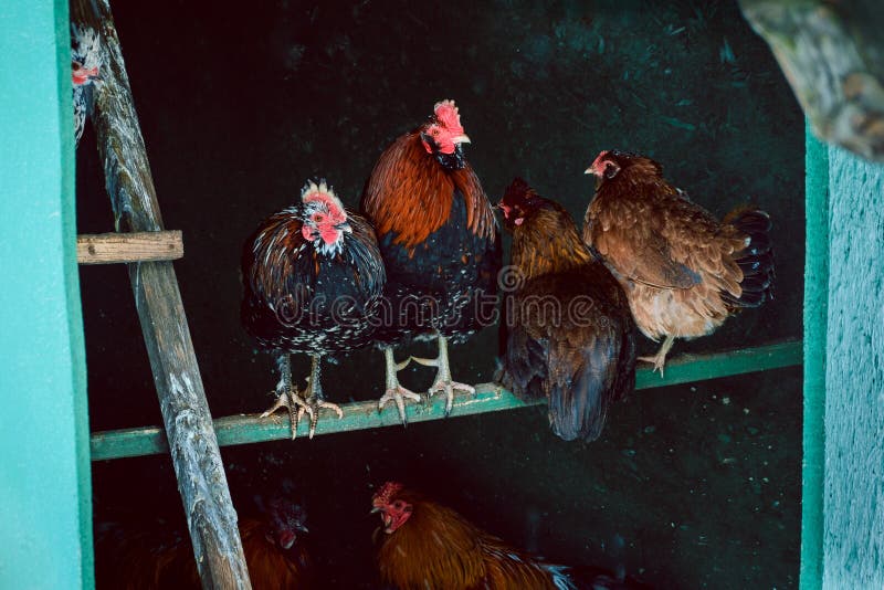 Hens and rooster in the henhouse. Hens and rooster in the henhouse