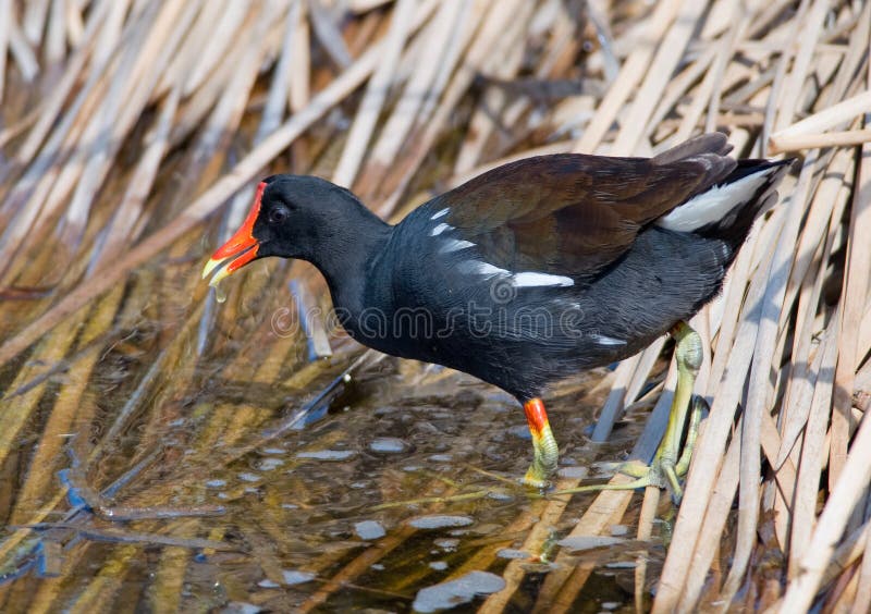 Gallinule comune fotografia stock Gallinule comune fotografia stock