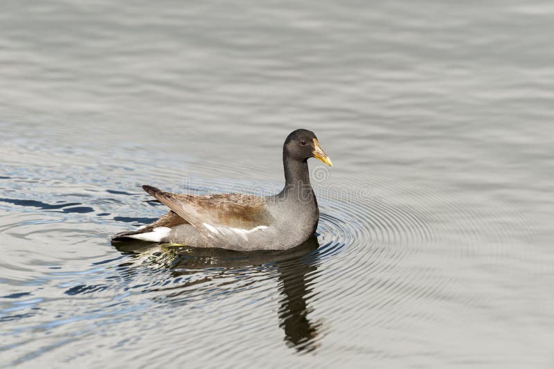 Gallinule comune in terreni paludosi immagini stock Gallinule comune in terreni paludosi immagini stock