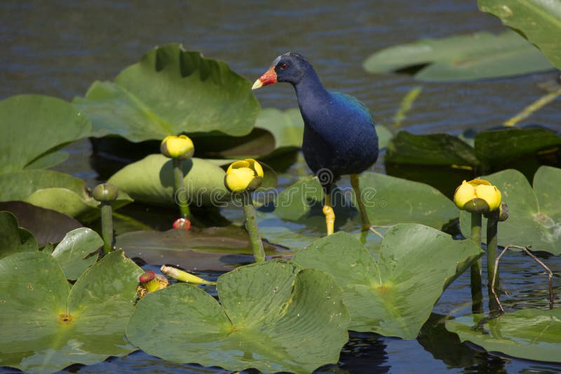 Gallinule roxo no parque nacional dos marismas imagens de stock royalty free Gallinule roxo no parque nacional dos marismas imagens de stock royalty free