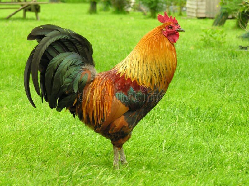 Gallo fotografia stock libera da diritti