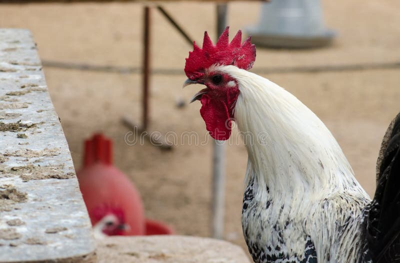 Gallo bianco variopinto che cammina all'azienda agricola immagine stock libera da diritti Gallo bianco variopinto che cammina all'azienda agricola immagine stock libera da diritti