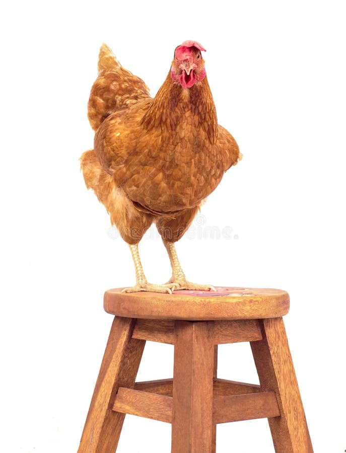 Gallo di Brown che sta sullo scrittorio di legno e che guarda iso del contatto di occhi immagini stock