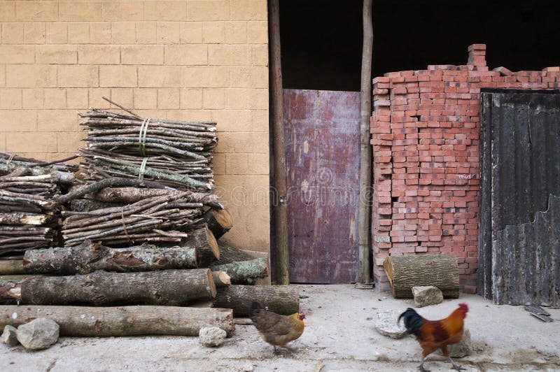 Gallo e gallina che ritornano a casa immagine stock Gallo e gallina che ritornano a casa immagine stock