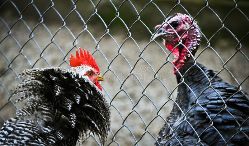 Gallo enojado contra pavo imágenes de archivo libres de regalías Gallo enojado contra pavo imágenes de archivo libres de regalías