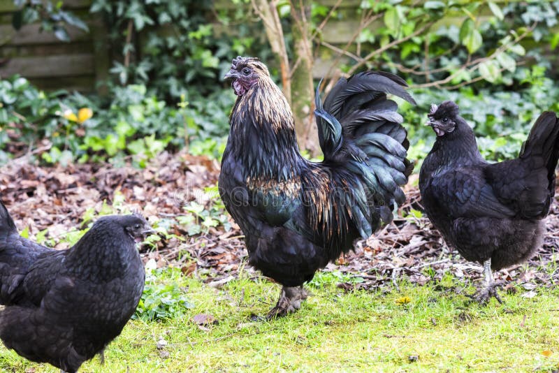 Black rooster and hens grazing in the garden in spring. Black rooster and hens grazing in the garden in spring.