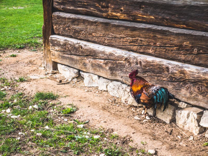 Gallo nell'iarda nella campagna fotografie stock libere da diritti Gallo nell'iarda nella campagna fotografie stock libere da diritti