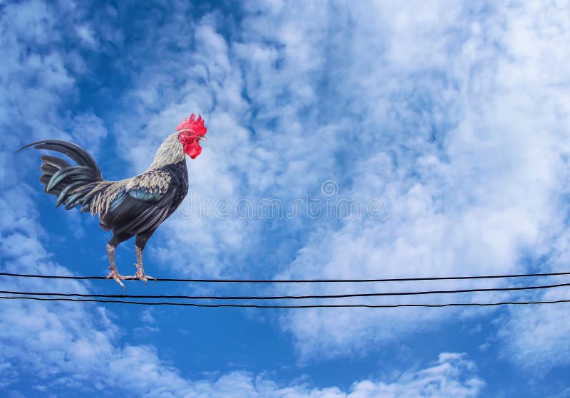 Gallo singolo in piedi sui fili elettrici al mattino , cielo azzurro paesaggistico con fondo nuvoloso bianco fotografie stock libere da diritti