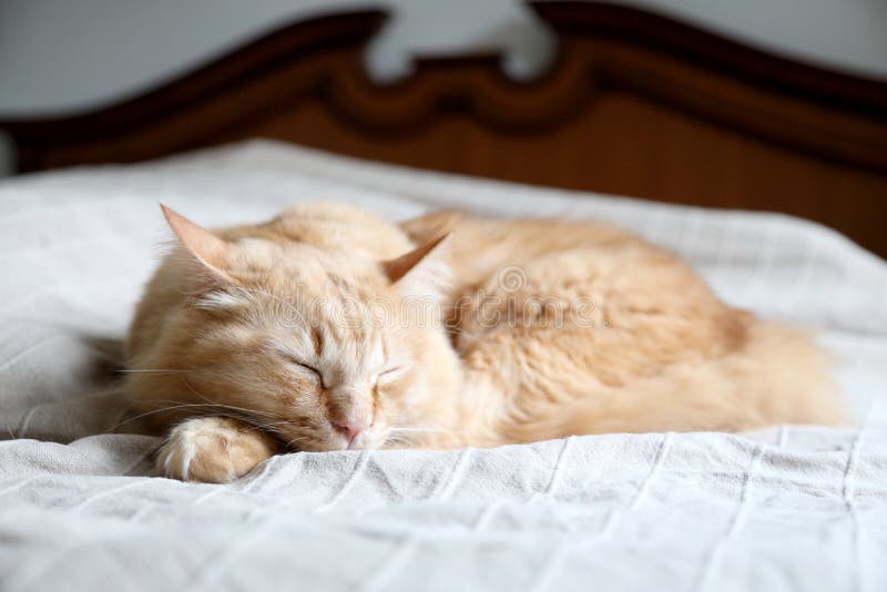 Gallo zenzero fotografie stock