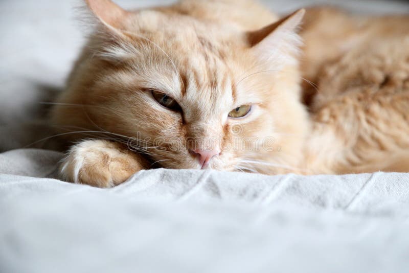 Gallo zenzero fotografia stock libera da diritti