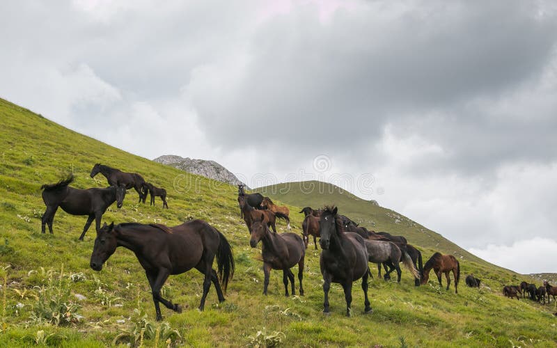 Gallop horses in mountain