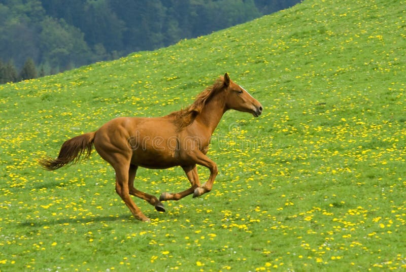 Galloping horse