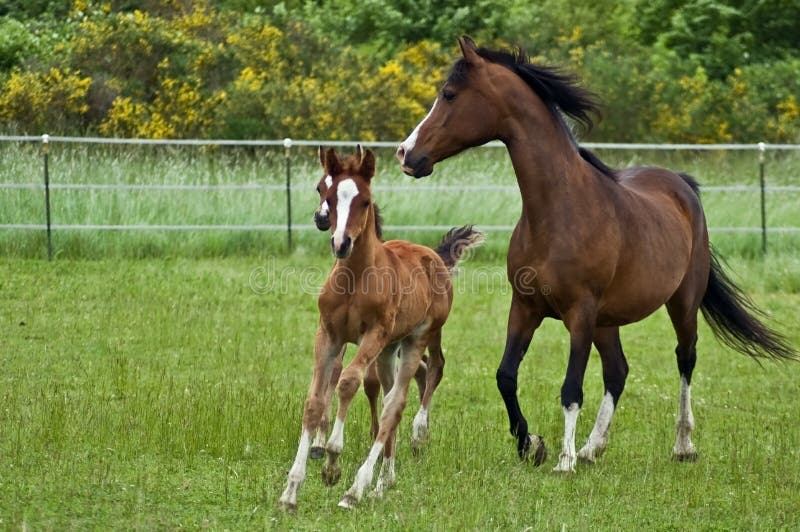 Familia de caballos galope en verde pastar.