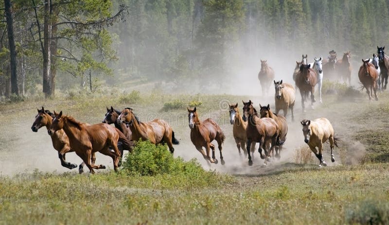 Herd of horses gallop past raising dust. Herd of horses gallop past raising dust