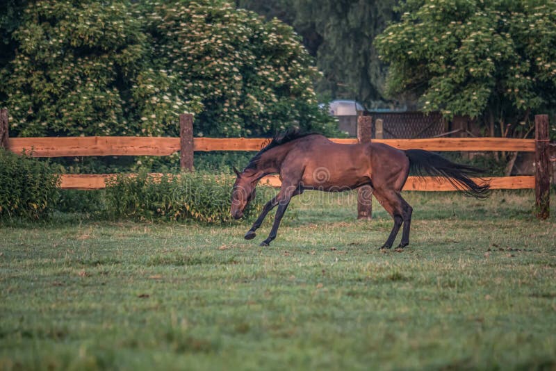 Galloping horse at sunrise in the meadow