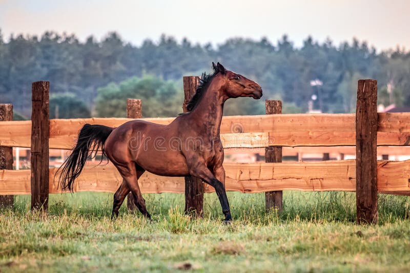 Galloping horse at sunrise in the meadow