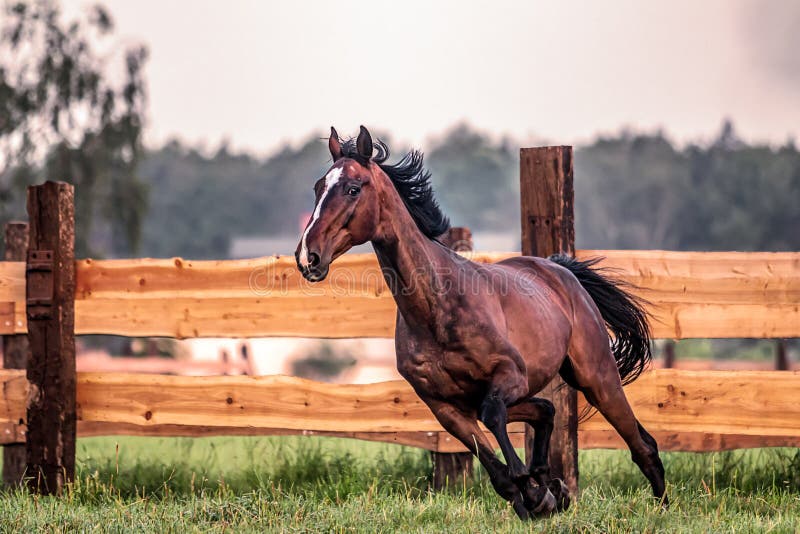 Galloping horse at sunrise in the meadow