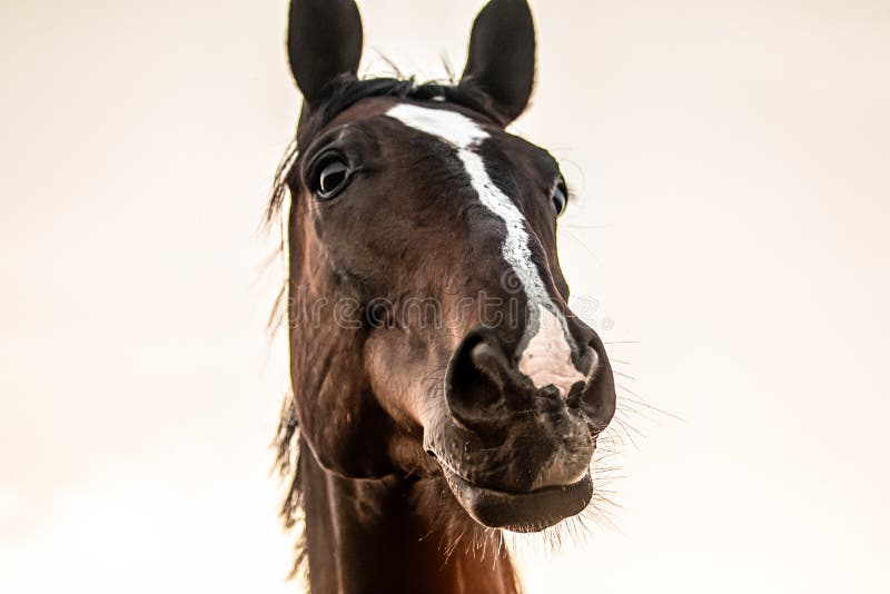 Galloping horse at sunrise in the meadow