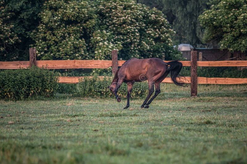 Galloping horse at sunrise in the meadow