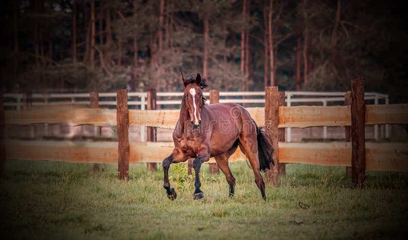 Galloping horse at sunrise in the meadow