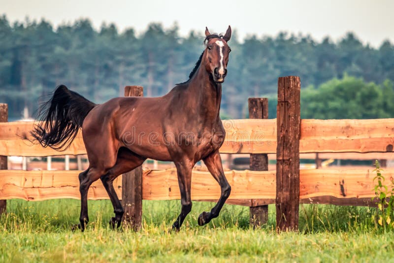 Galloping horse at sunrise in the meadow