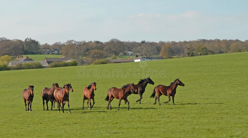 Galloping horses in a rural setting in Cheshire
