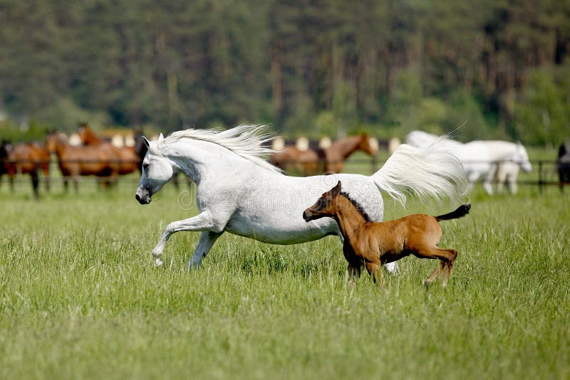 Galloping arabian horses in the pasture. Galloping arabian horses in the pasture