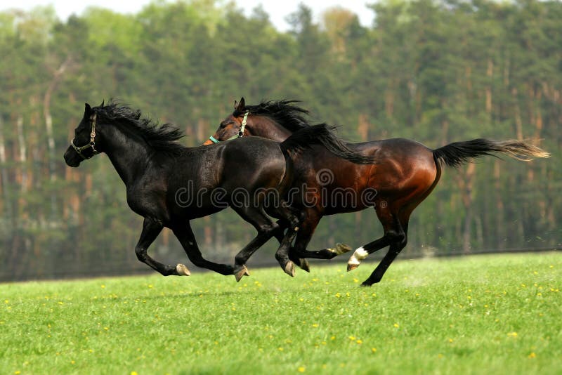 Galloping arabian horses at pasture. Galloping arabian horses at pasture