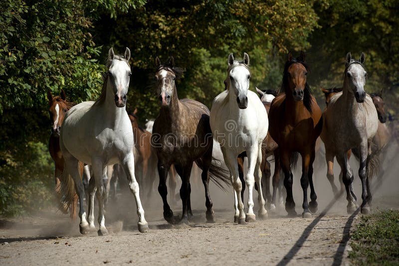 Galloping arabian horses at pasture. Galloping arabian horses at pasture