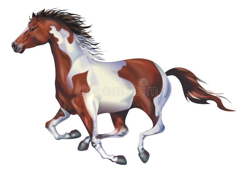Galloping Spotted Horse stock illustration. Illustration of farm 44267634