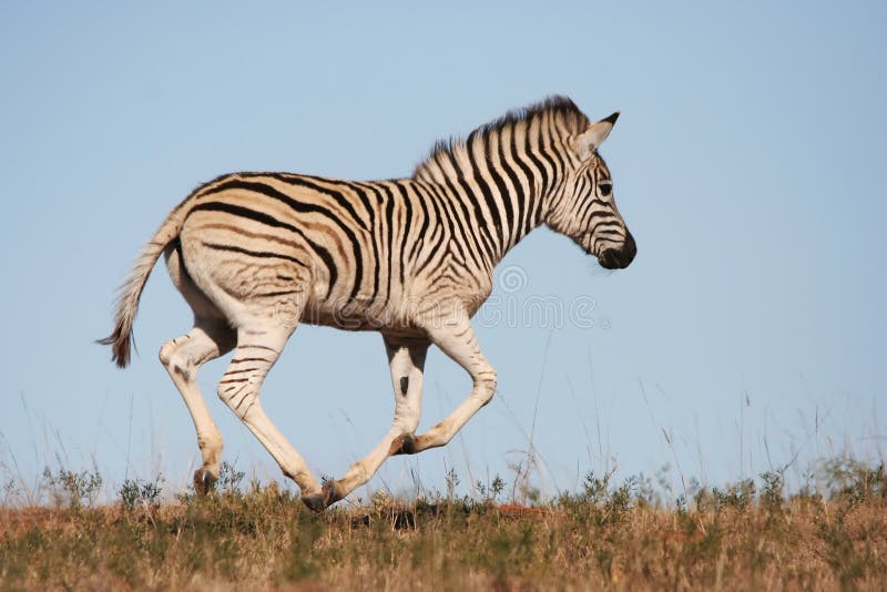 Galloping Zebra