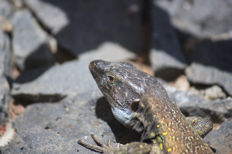 Gallotiagalloti, hagedis van Tenerife, Canarische Eilanden royalty-vrije stock fotografie Gallotiagalloti, hagedis van Tenerife, Canarische Eilanden royalty-vrije stock fotografie