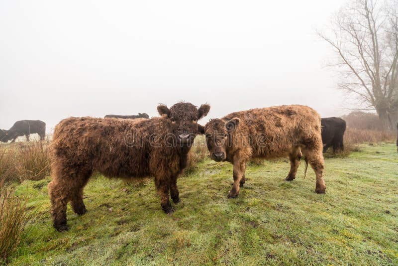 209) Ganadería y Agricultura Cattle, Beef cattle, Animals