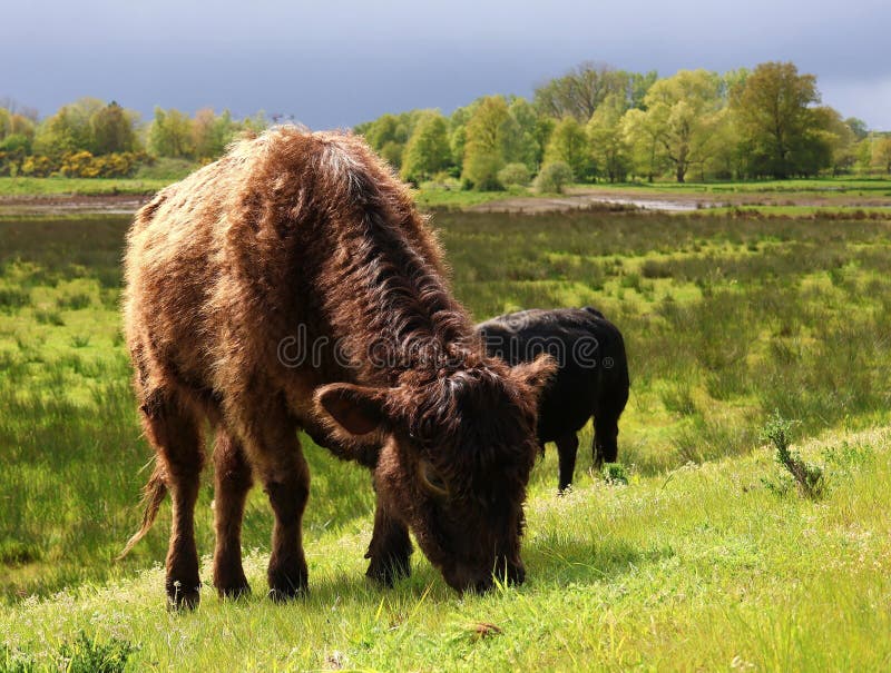 Galloway cattle graze in a nature reserve in herphyum belgium.  royaltyfria bilder