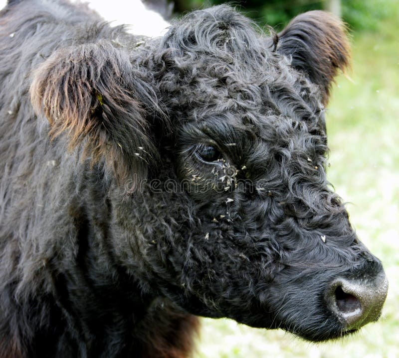 Galloway Cow 1